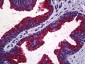 MAPK13 / p38delta Antibody (clone 1E11)